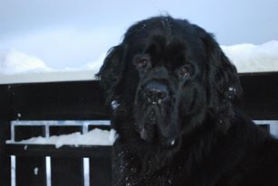 Mathilda in the snowy winter of Norway.