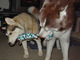 Playing tug-of-war with Indy