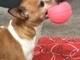 Honey playing with her ball