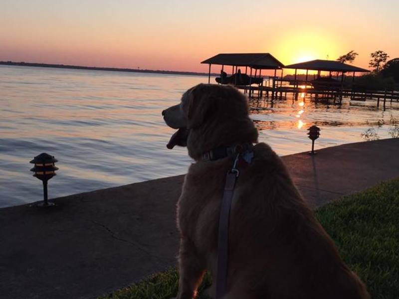 Molly enjoying the sunset