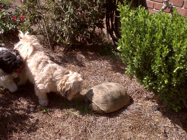 And oh, did he love to bark at gopher tortoises with his best friend Bess!