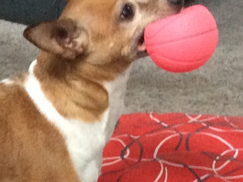 Honey playing with her ball