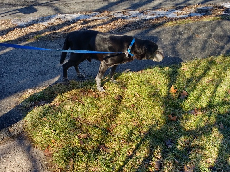 Sniffing at grass (01.13.17)