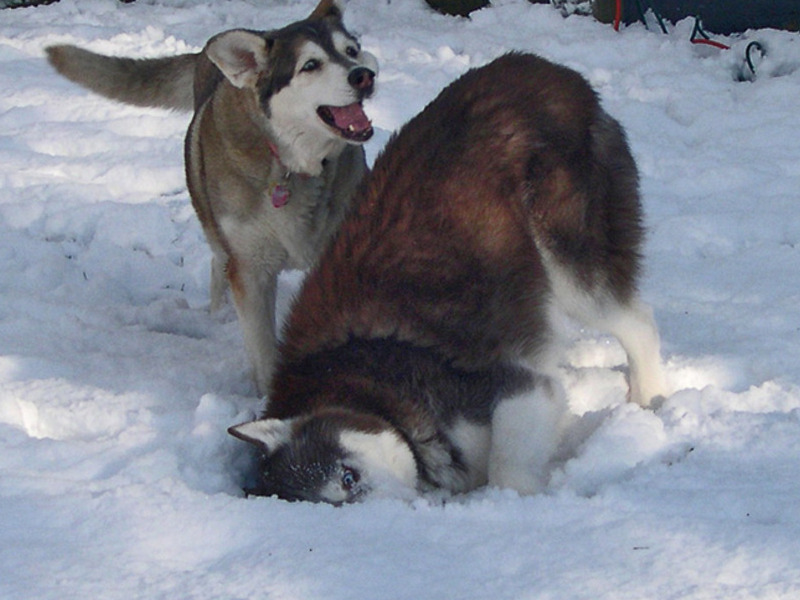 Playing in the snow with Indy on Dec. 5th, 2009, just a few weeks ago