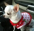 Bella at the Strawberry Festival