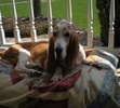 Laying in the sun on our front porch