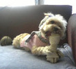 She loved getting groomed and dressed, and she loved her treats