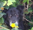 EBONY