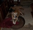 Our Beloved Roscoe (Our Sweet Fur Baby)
