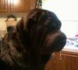 My Ebony Rose