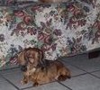 ROSEBUD-1993-2009 GONE BUT NOT FORGOTTEN