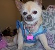 SANDY ON MAMA'S DESK AT WORK ON HER 13TH BIRTHDAY !!