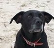 Annie on the Beach