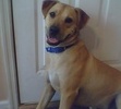 Marley