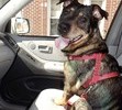 Taking a ride around town