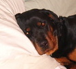 Matrix caught napping on Moms bed!