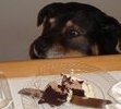 I want that cake!