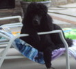 waiting for frosty paws and iced fiji