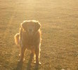 Rusty and his tennis ball