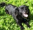 Chilling in the grass, a happy pup...