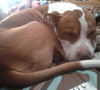 Loves Sleeping