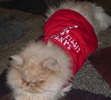 christmas dress up