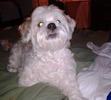 coco is reaching up and barking for his treat!