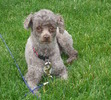 Our beloved Hershey