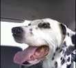 She loved to go for rides in the car