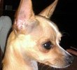 R.I.P My little Chica XoXo