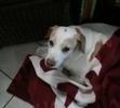 I love you and miss you Lucky.
