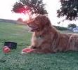 At the park with his orange balls