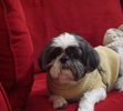 Bailey with his sweater....he was always cold in the Winter