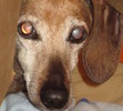 Bart, our loving, sweet doxie