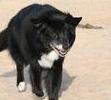 Bear at the beach