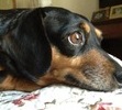 My sweet girl watching squirrels