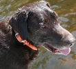 We love and miss you, Roscoe!