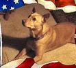Cayce when she was a very young dog