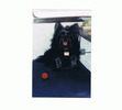 Foxy & her kong toy, January 2003