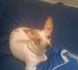 Chico Pup!