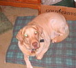 My Boskoe on his bed