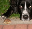 Ditto and her frog friend