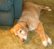 Laying beside Daddy's chair.