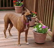 Emma on the deck