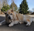 Tyson's Last Day