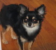 RIP Bandit, you will be truly missed and can never be replaced. My heart aches at the thought that your gone.