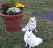 Abby is the puppy towards the back.  The front one is her sister, Bailey