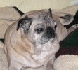 Pugsley our girl