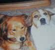 Roxie (chow/lab mix) and best friend clarkie (staf terrier)