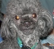 My Best Friend Trego